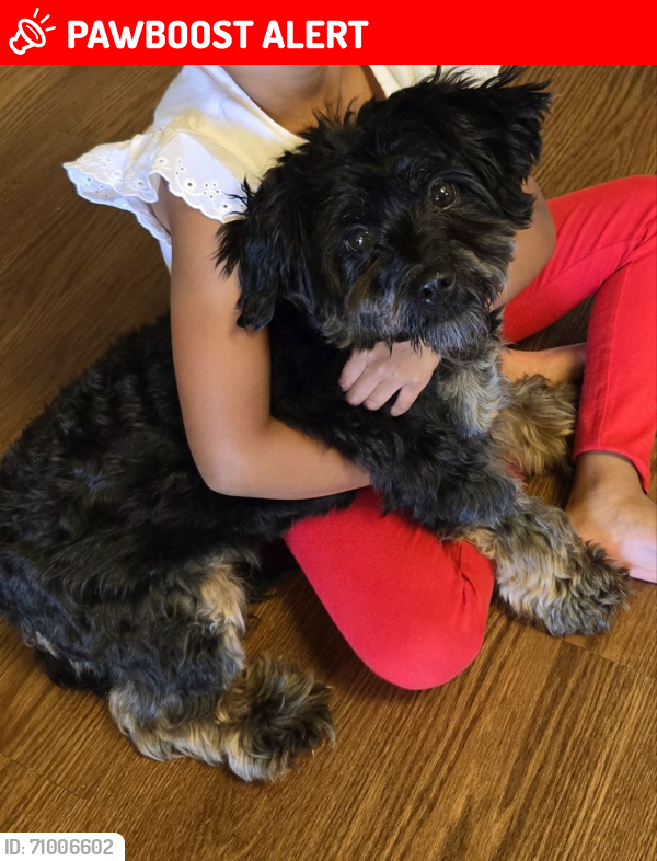Lost Female Dog last seen Lackland AFB, Lackland Air Force Base, TX 78236