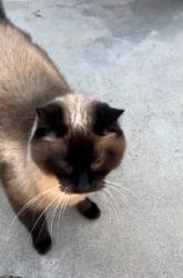 Lost Female Cat last seen 9th and Oneonta Ave, Imperial Beach, CA 91932