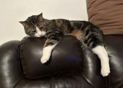 Lost Female Cat last seen leisure lane, North Sioux City, SD 57049