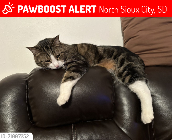 Lost Female Cat last seen leisure lane, North Sioux City, SD 57049