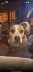Lost Male Dog last seen Biddle street, West Chester, PA 19380