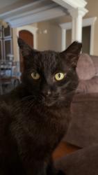 Lost Male Cat last seen Prairie Pass off East Brainerd , Apison, TN 37302