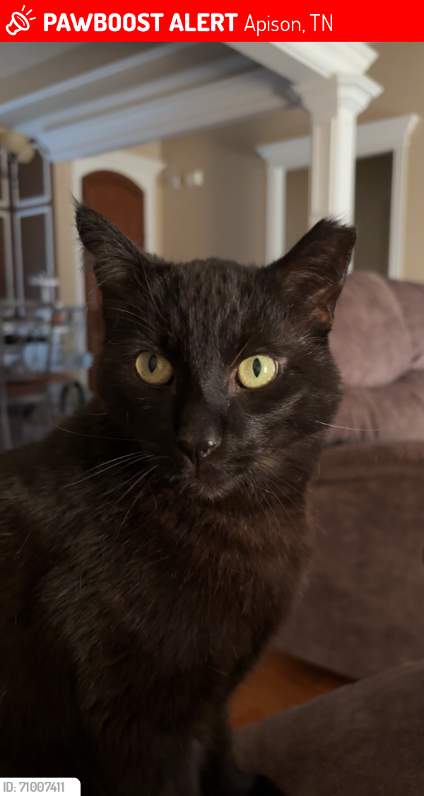 Lost Male Cat last seen Prairie Pass off East Brainerd , Apison, TN 37302