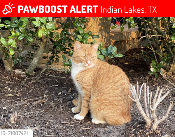 Lost Male Cat last seen Settlement Drive, Indian Lakes, TX 77845