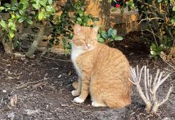 Lost Male Cat last seen Settlement Drive, Indian Lakes, TX 77845