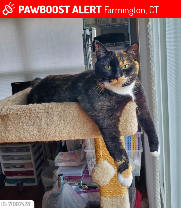 Lost Female Cat last seen Patterson Park Pond, Farmington, CT 06032