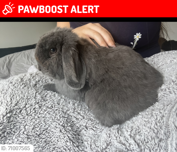 Lost Female Rabbit last seen St Augustine’s Church, Thorpe Bay, England SS1