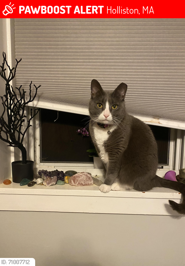 Lost Female Cat last seen Ashland St, Holliston, MA 01746