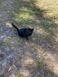 Lost Male Cat last seen Wellwood, Palm Bay, FL 32908