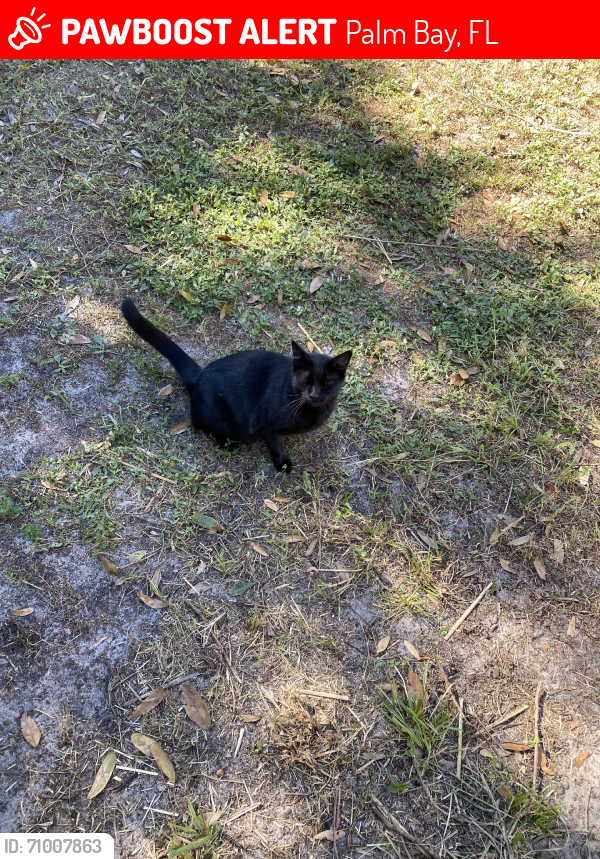 Lost Male Cat last seen Wellwood, Palm Bay, FL 32908