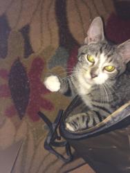 Lost Male Cat last seen Patterson and Forest Avenues. University Heights neighborhood , Richmond, VA 23229