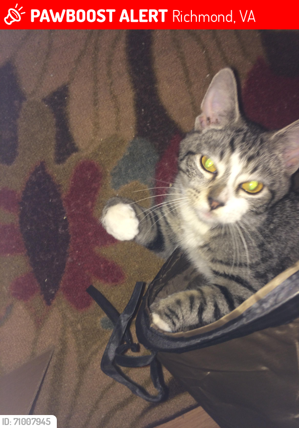 Lost Male Cat last seen Patterson and Forest Avenues. University Heights neighborhood , Richmond, VA 23229
