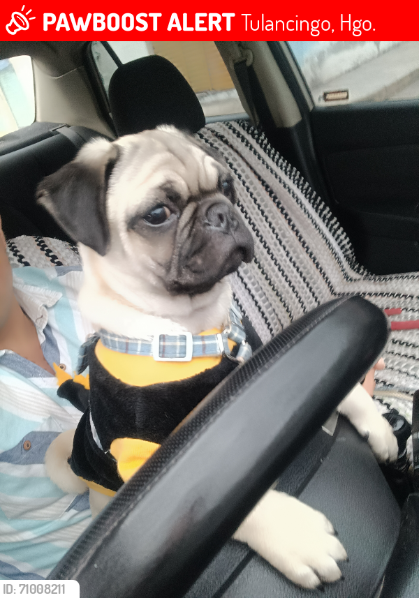 Lost Male Dog last seen Iglesia animación a María en col. El paraíso , Tulancingo, Hgo. 43684