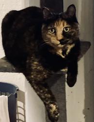 Lost Female Cat last seen North Hatfield , Hatfield, MA 01038