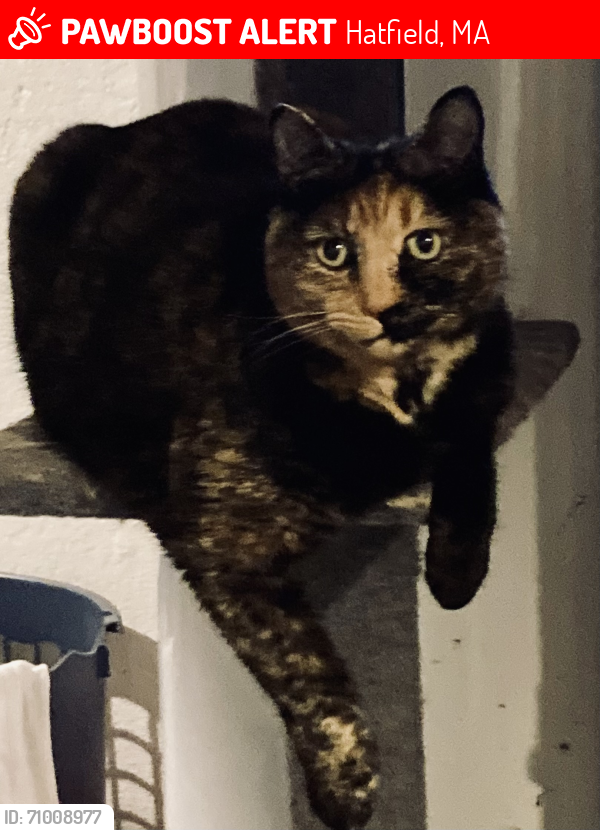 Lost Female Cat last seen North Hatfield, Hatfield, MA 01038