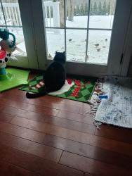 Lost Female Cat last seen West hollis chapel rd.Portland , Portland, TN 37148