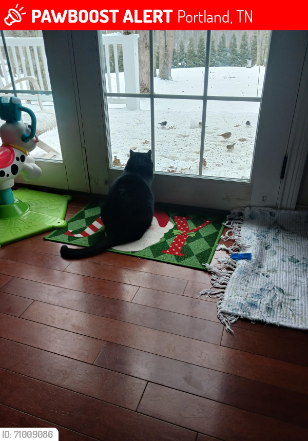 Lost Female Cat last seen West hollis chapel rd.Portland , Portland, TN 37148