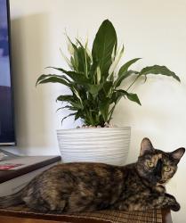Lost Female Cat last seen Mcclelland street Chester hill, Chester Hill, NSW 2162