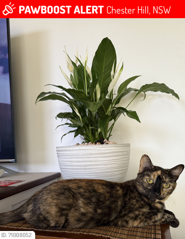 Lost Female Cat last seen Mcclelland street Chester hill, Chester Hill, NSW 2162
