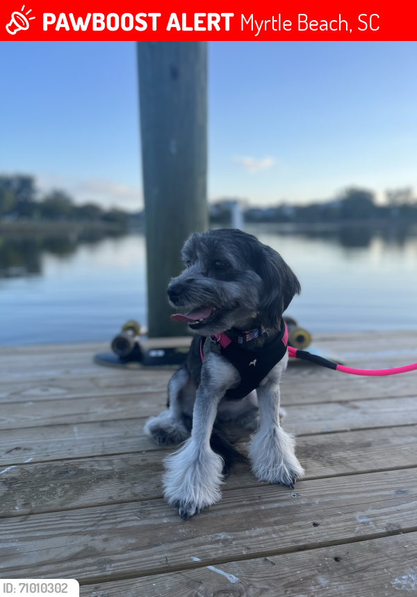 Myrtle Beach, SC Lost Female Dog, Pickle Is Missing PawBoost