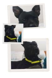 Reunited Male Dog last seen East hills and white rd, San Jose, CA 95127