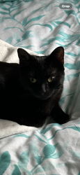 Lost Female Cat last seen Bottom of walnut Field , Tytherington, England GL12