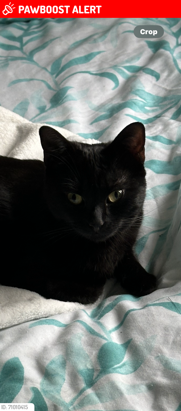 Lost Female Cat last seen Bottom of walnut Field, Tytherington, England GL12