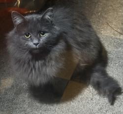 Reunited Unknown Cat last seen Cherokee Orchard Lake Road, Pontiac, MI 48341