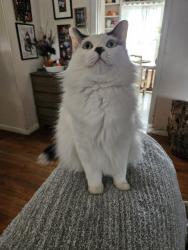 Lost Male Cat last seen Texas Ave, Broadmoor, Bryan, TX 77802