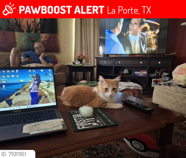 Lost Female Cat last seen Near barton ct la porte tx, La Porte, TX 77571