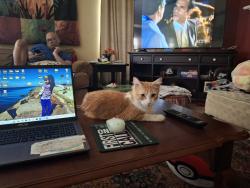 Lost Female Cat last seen Near barton ct la porte tx, La Porte, TX 77571