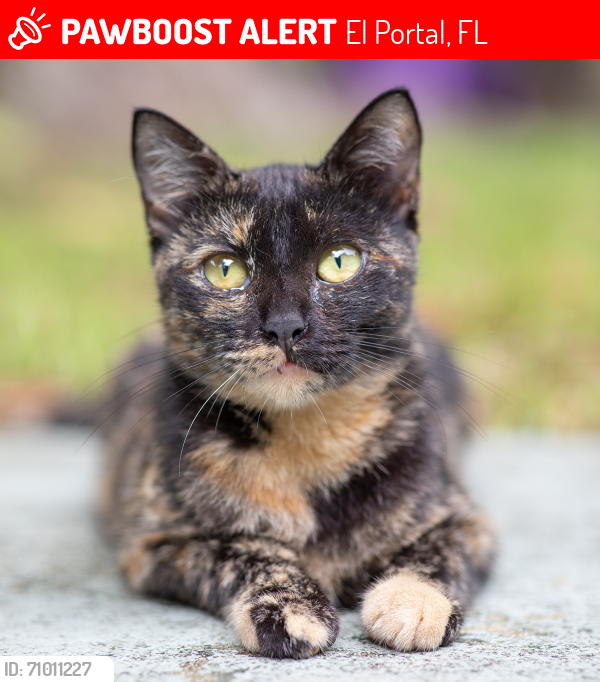Lost Female Cat last seen NW 2 ave + 91 Street, El Portal, FL 33150