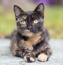 Lost Female Cat last seen NW 2 ave + 91 Street, El Portal, FL 33150