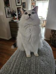 Lost Male Cat last seen Broadmore and North Ave. E, Bryan, TX 77802