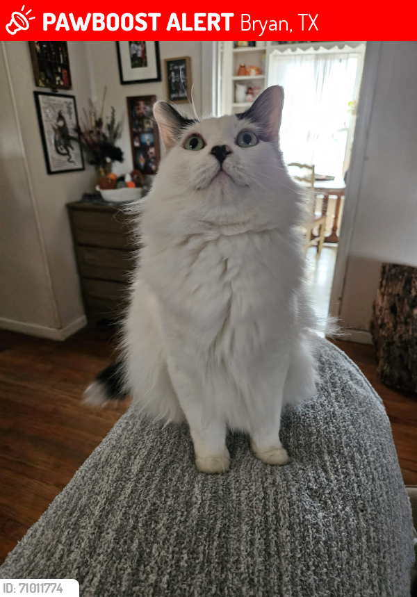 Lost Male Cat last seen Broadmore and North Ave. E, Bryan, TX 77802