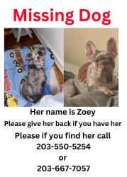 Reunited Female Dog last seen Winchester ave, New Haven, CT 06511