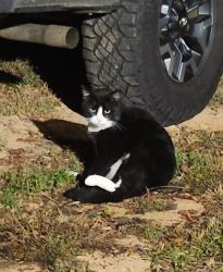 Found/Stray Male Cat last seen Old 19/23 , Candler, NC 28715