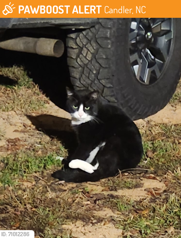 Found/Stray Male Cat last seen Old 19/23 , Candler, NC 28715