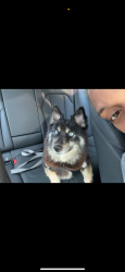 Reunited Female Dog last seen Atlantic Ave and Fulton St, Brooklyn, NY 11208