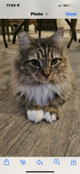 Lost Female Cat last seen Golden Spur near Damn Korner, Lake Isabella, CA 93240