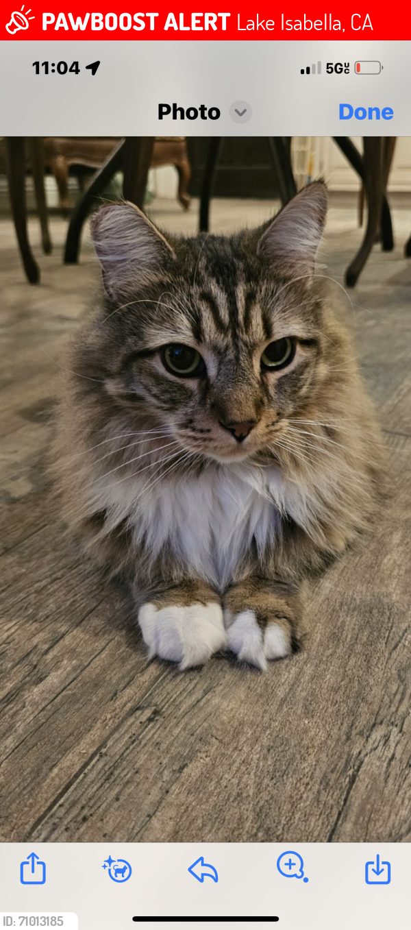 Lost Female Cat last seen Golden Spur near Damn Korner, Lake Isabella, CA 93240