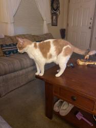 Lost Female Cat last seen at deer run behind lowes, Claremore, OK 74019