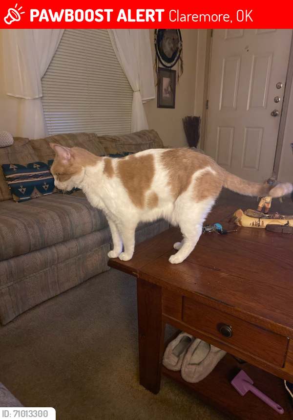 Lost Female Cat last seen at deer run behind lowes, Claremore, OK 74019
