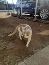 Lost Male Cat last seen Columbus 22nd, Tucson, AZ 85711