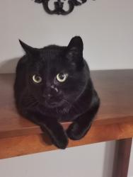 Lost Male Cat last seen Springbank dr and Hillcrest dr, London, ON N6K 1A4