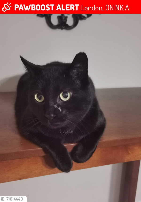 Lost Male Cat last seen Springbank dr and Hillcrest dr, London, ON N6K 1A4
