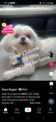 Lost Female Dog last seen Kingwood Glen & Dalebury Humble Tx, Houston, TX 77346