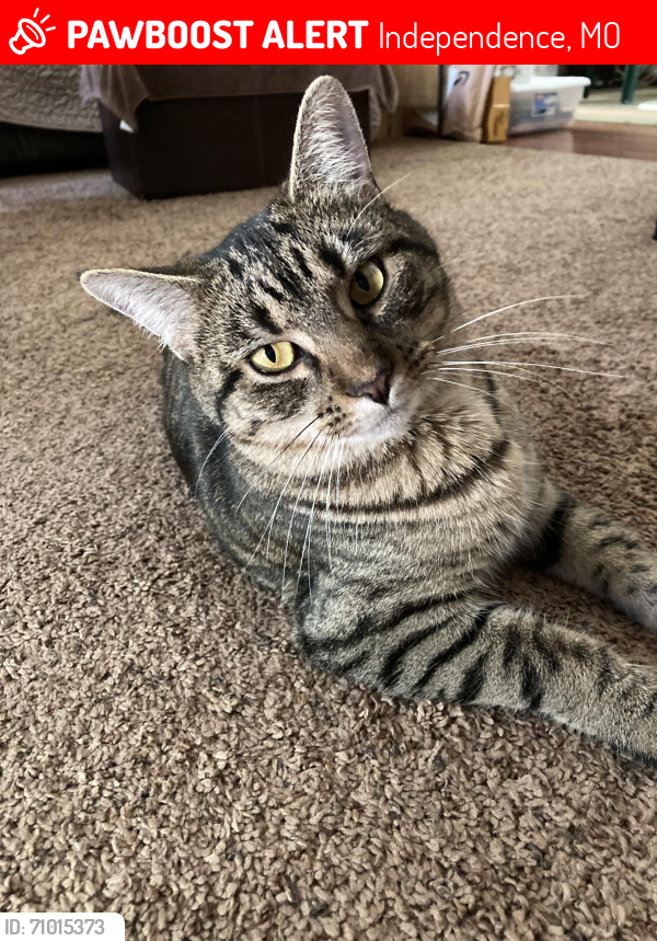 Lost Female Cat last seen Sheley Road & Englewood Terr, Independence, MO 64052