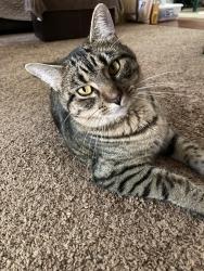 Lost Female Cat last seen Sheley Road & Englewood Terr, Independence, MO 64052