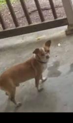 Lost Male Dog last seen I live on cable st.near East green Dr. &  near the Apple tree store.  Near university highway  , High Point, NC 27260